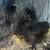 Silkies! 6 thumbnail