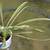 Spider Plants - Traditional Variegated  and Rare All Green Varieties 15 thumbnail
