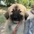 Rehoming Great Pyrenees puppies 3 thumbnail