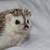 6 hedgehogs to rehome 3 thumbnail