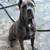Cane corso puppies rehoming 8 thumbnail