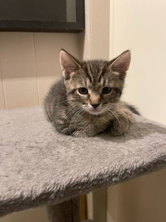 Scottish Fold Tabby Kittens looking for a new home (Sunnyside)63850156342019122