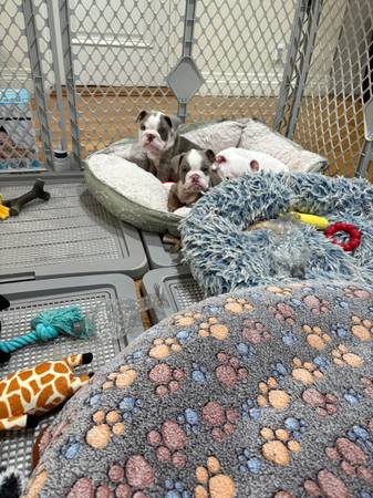 Gorgeous English bulldog puppies 1