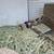 Skinny Pigs (Hairless Guinea Pigs) 13 thumbnail