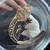Rtb dark base female crested gecko 3 thumbnail