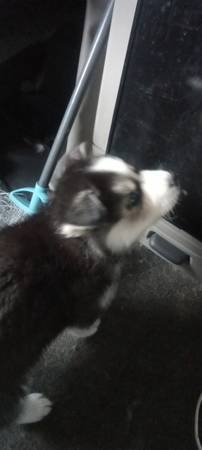 Full blooded Alaskan huskys 1