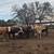 8 bred braford heifers 2 thumbnail