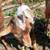 pygmy goat male 8 thumbnail