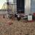 Chicken Coop and Chickens 11 thumbnail