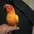 Baby Sun Conures 9 thumbnail