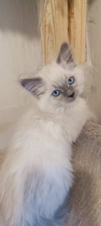 Ragdoll kitten63842373728387123