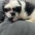 Mal-Shi puppies 2 thumbnail