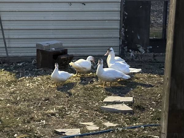 Free to good home 1