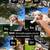 Schnoodle Puppies 8 thumbnail