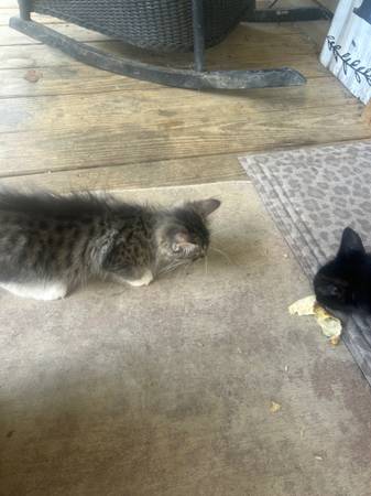 3 free kittens (Cullman)63429224739969121