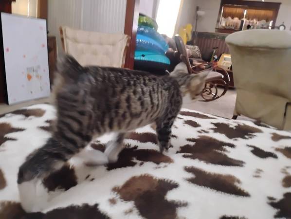 Bobtail kitten (Joplin)63654750145153121