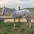 Appaloosa pony trail mare 4 thumbnail