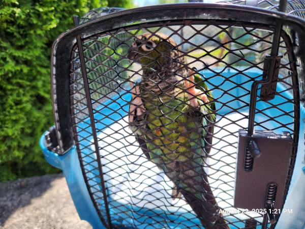 Green cheek/black cap conure (Long Island City)63950516611714123
