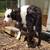 Mini Bottle Heifer 3 thumbnail