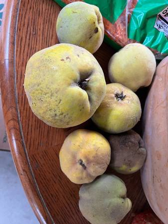 Membrillo quince fruit 1