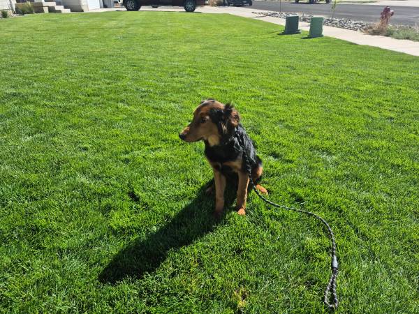 Duke 7 month old Aussie/ German Shepherd (Payson)64037454713347120