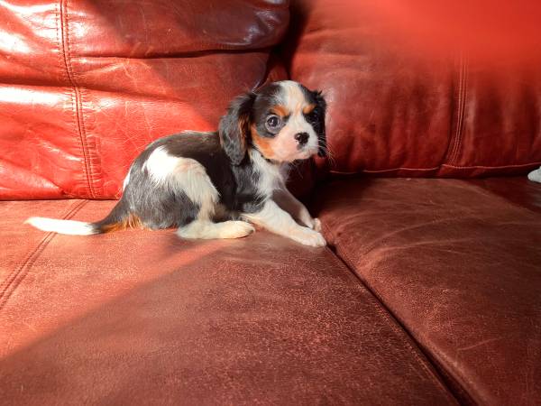 Cavalier puppy 1