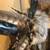Native American style Buffalo Horn headdress 2 thumbnail