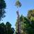 Tree trimming, removal. Send pic for estimate to trim, remove trees 2 thumbnail