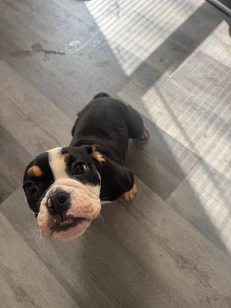 Bulldog (Oakland North / Temescal)63874130200449120