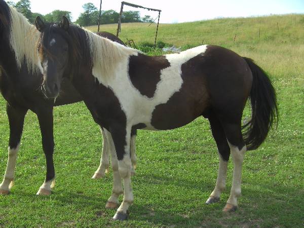 May 2023 Grade Stud Colt 1