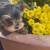 Beautiful Yorkie  pup 2 thumbnail