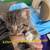 8, 9, 14 week old kittens $20 8 thumbnail