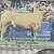 Club calves and show cattle 2 thumbnail
