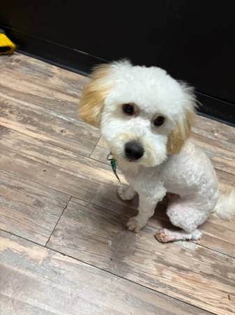 Rehoming Goldendoodle63881505828867121