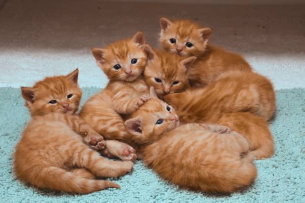 Adorable Ginger Tabby Kittens – Meet & Reserve (Greater Boston / Brook (Greater Boston / Brookline)64141786152065120