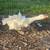 Sebastopol Goslings (Geese Babies) 3 Females each 3 thumbnail