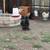 Black silkie Roo 4 thumbnail