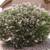 Oleander plants 3 thumbnail
