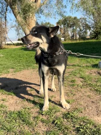 Husky - Rehoming to Good Family (Gridley)63848874750595120