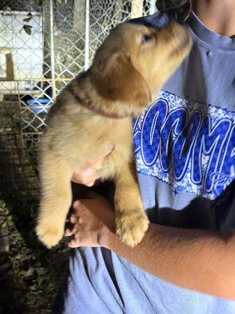 Akc golden retriever599511034894100481
