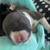 Microbully mixed american bully pups 3 thumbnail