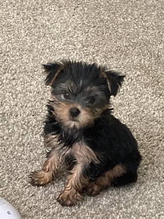 Delightful Tiny ""Yorkie Puppy" (323Seven021778)63995016220034120