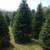 Christmas Trees    Fraser Fir on SALE 4 thumbnail