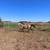 June 2023 AQHA gelding. Performance horse deluxe! 1 thumbnail