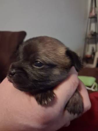 «Cachorro pequeño de Chiwawa/maltesa» (condado de Cochise)