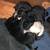 Pug Puppies 1 thumbnail