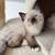 Beautiful Ragdoll 1 thumbnail
