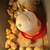 Laying Hens, Chicks, Hatching Eggs, Brooder Box 5 thumbnail