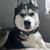 Husky for sale 1 thumbnail