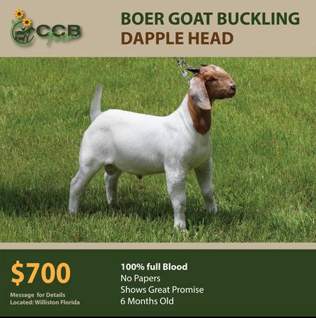Boer Goat - Dapple Head 1